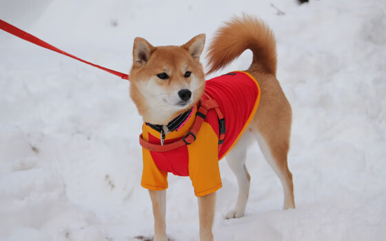 文班亚马43+14掀翻航母!太阳绝境重生,西部新秩序由他写下