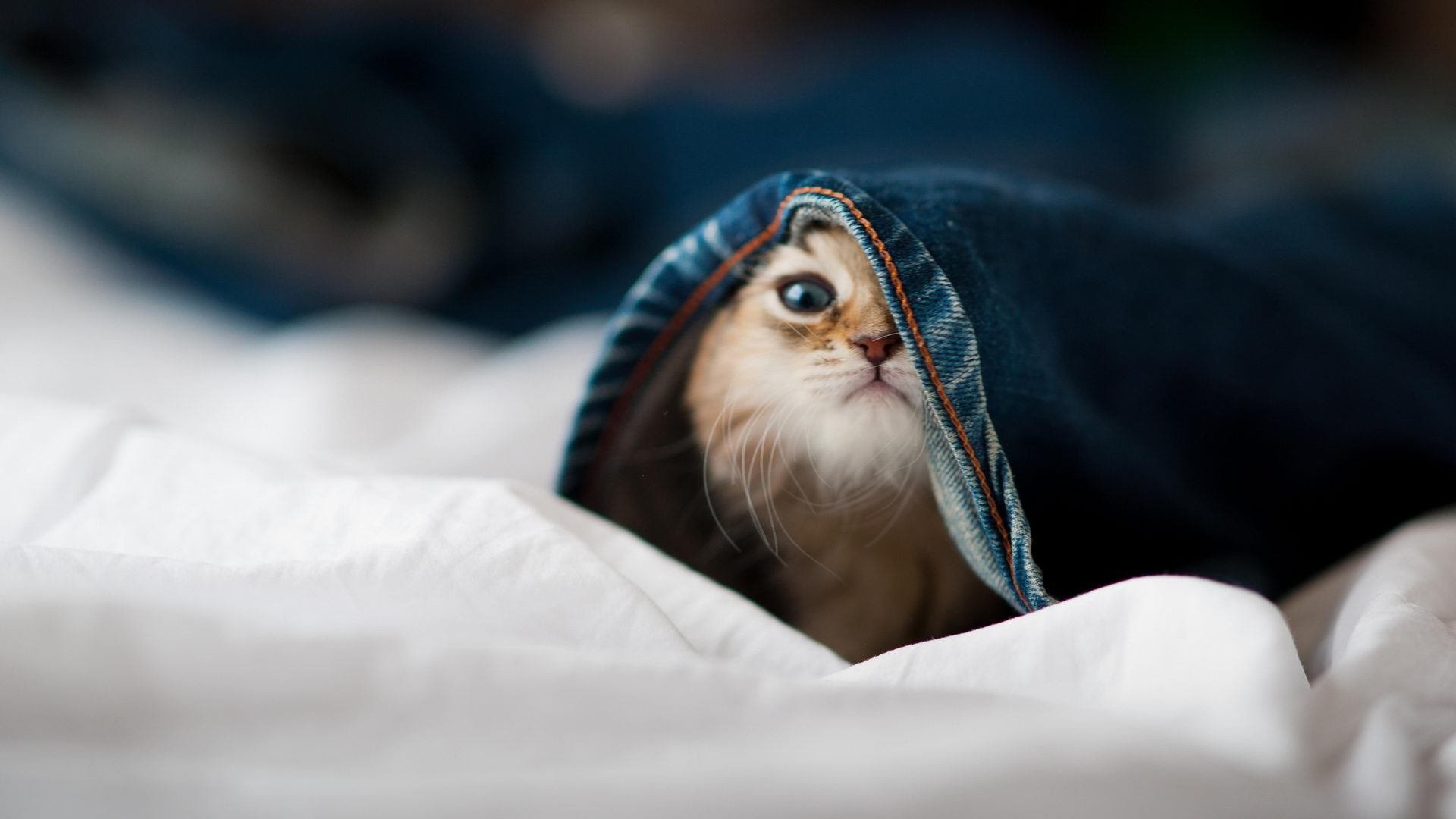 羽翼下的致命节奏,当猎杀成为艺术,那个男人在年度之战中接管一切