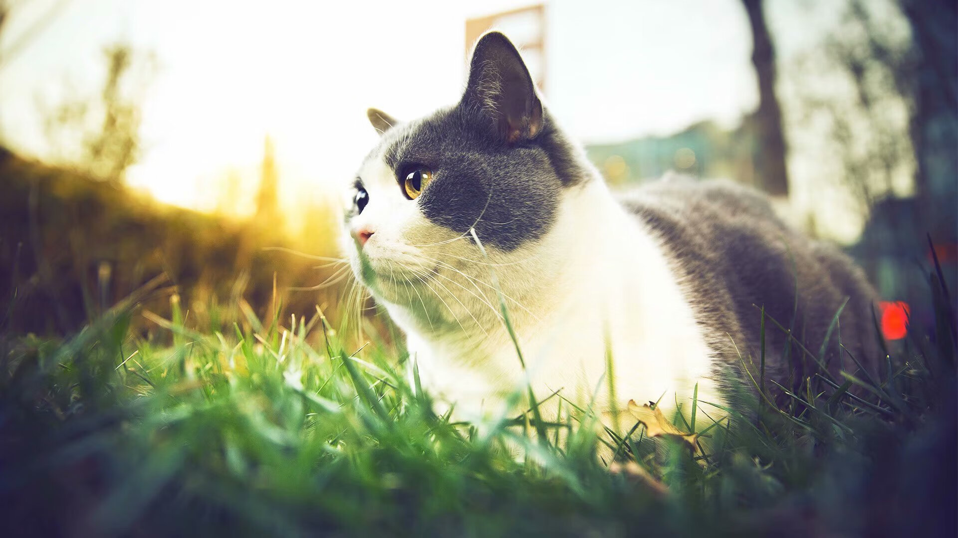 韧性·决绝,当芬兰末节带走马里,格纳布里在西决生死战接管比赛