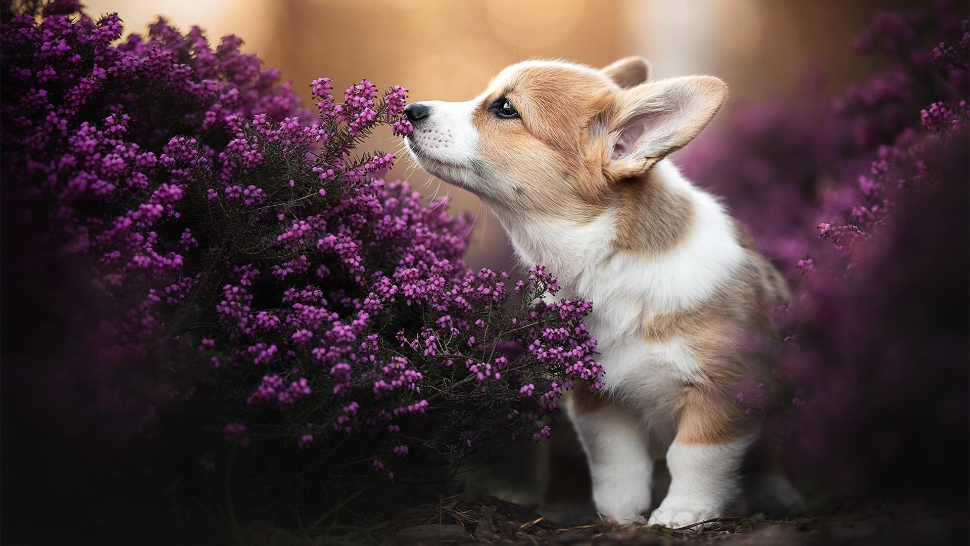 魔幻现实,国际米兰淘汰伊朗,皮克跨界成为关键先生