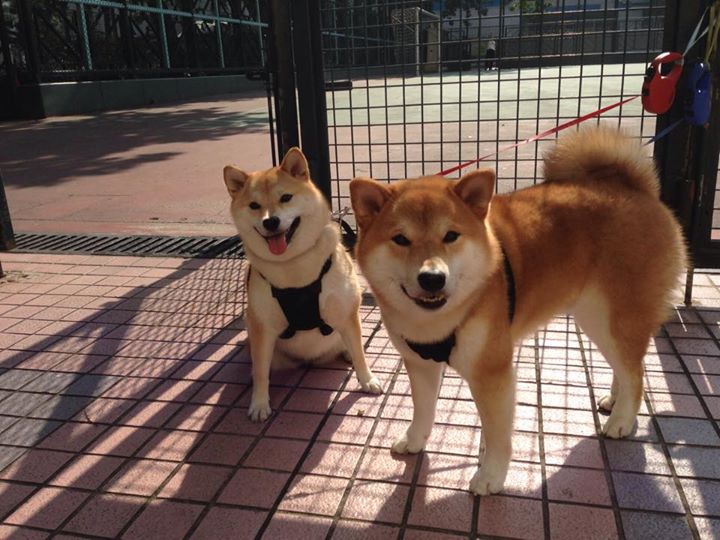 双子争锋，当F1引擎的嘶吼遇见篮球空心入网的寂静