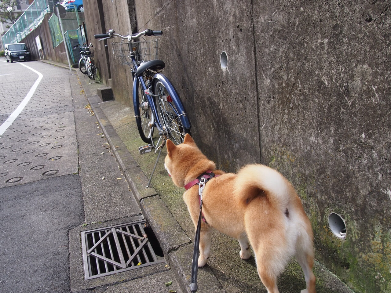 欧冠决赛，法国战车安哥拉之役的终极预演