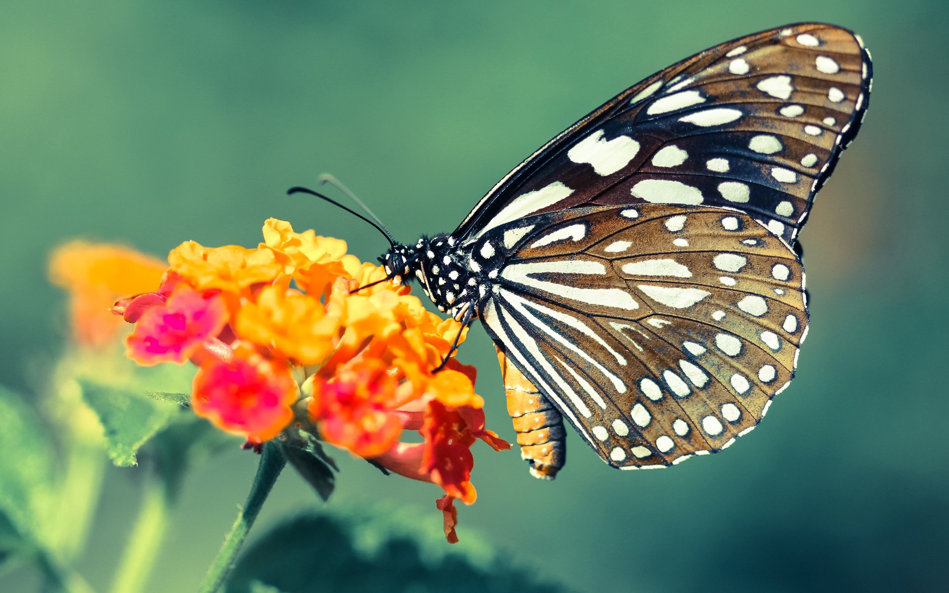冰与铁的艺术,当乔治锁死对手,吉林的防守哲学如何冰封北京