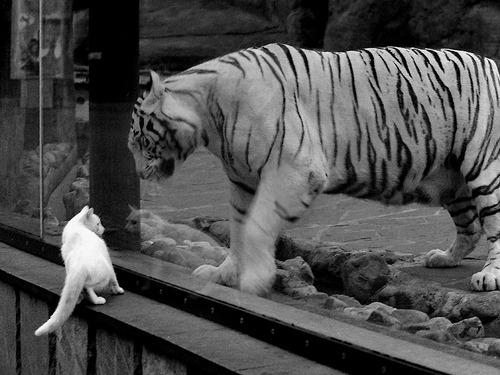 破壁者格列兹曼，一剑穿云，葡萄牙击碎那不勒斯铁壁