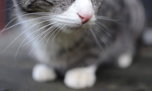 当欧冠决赛之夜成为丰碑，贝恩正是为此刻而生的巨人