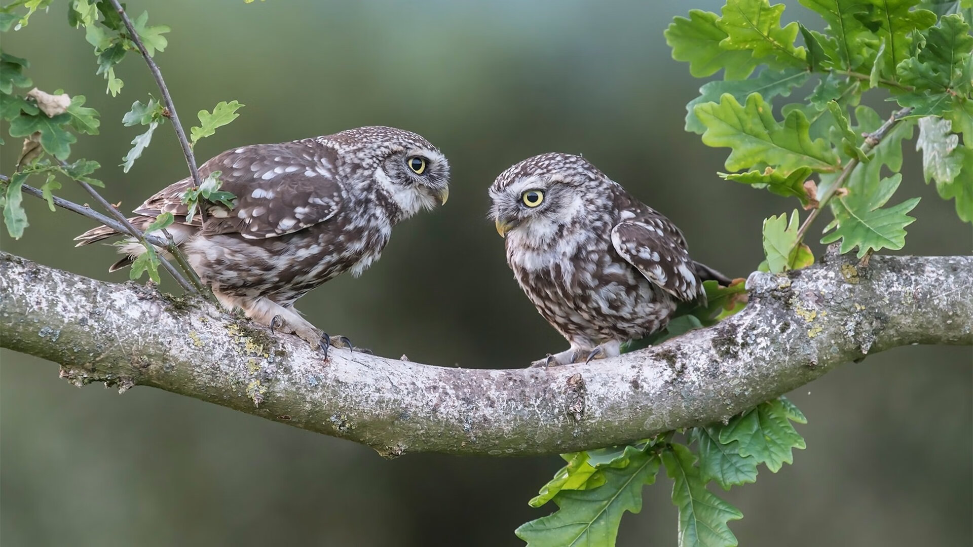 钢铸防线，巴斯托尼一夫当关，2026世界杯之夜悬念在灯火未明时已终结