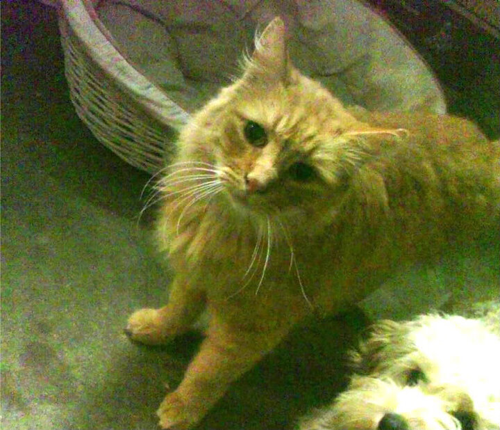 唯一之夜，奥利维耶在西决生死战的关键爆发