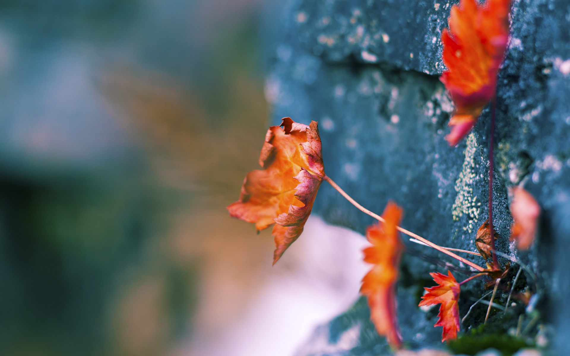 当库里的三分划过东莞夜空，哈登用一记写意的后撤步为广东队改写了剧本