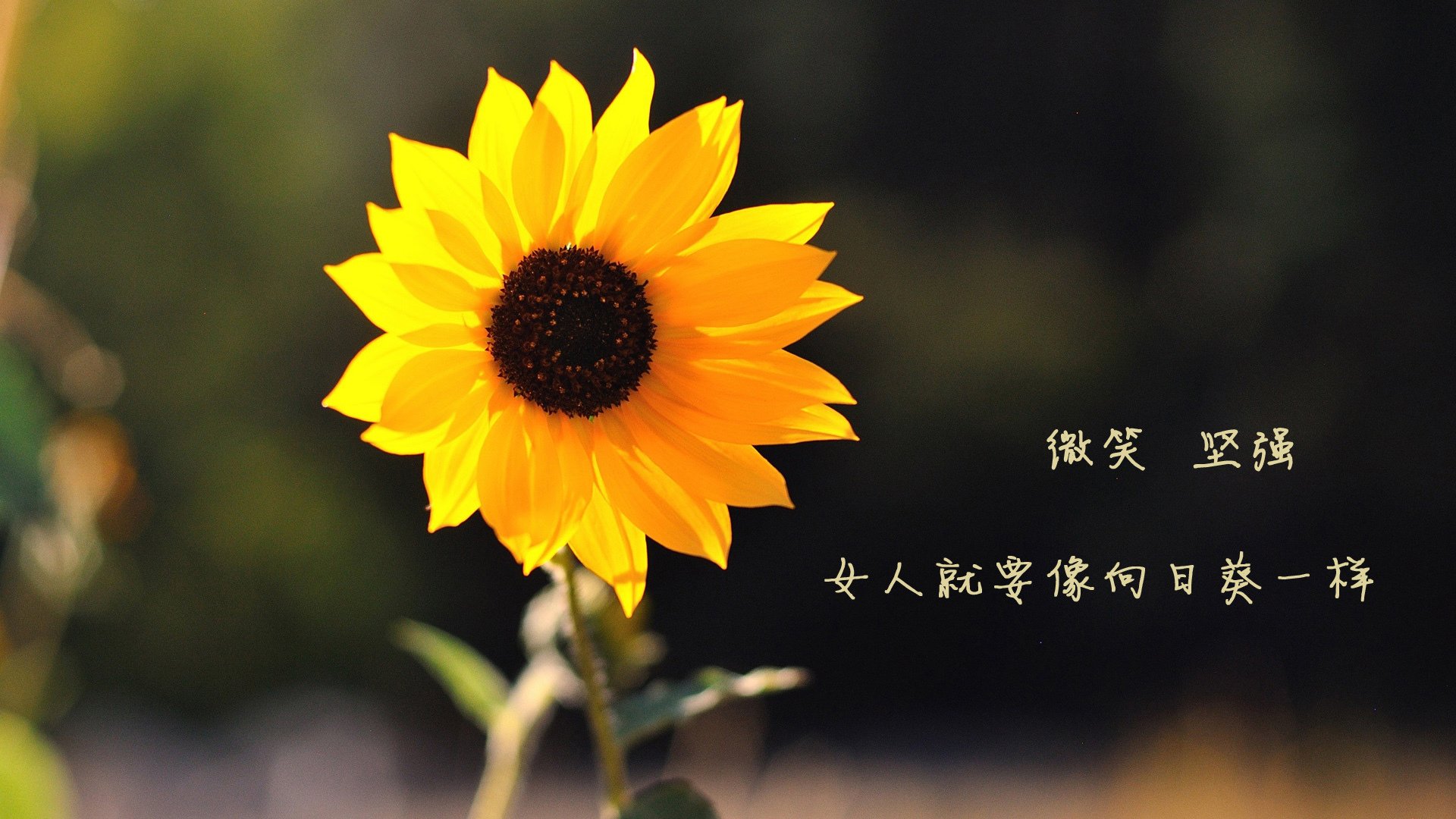 冰与火之巅,德容的战术革命,斯洛伐克用一场横扫撕碎德国战车