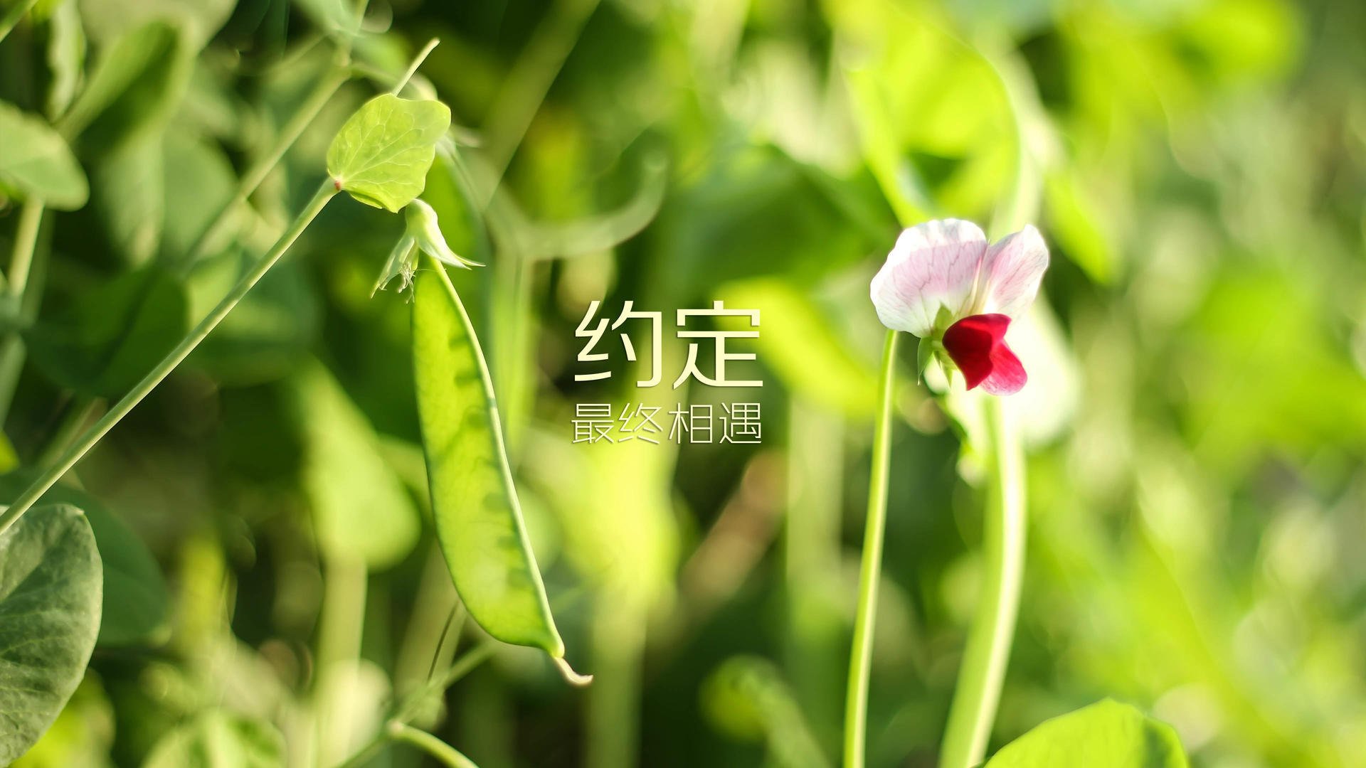 不朽之夜，2026，费利克斯与西班牙在绝境中铸就的唯一神迹